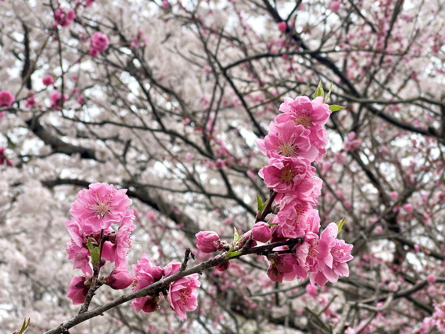 今年は梅も桜も４月15,16日頃が見ごろでした